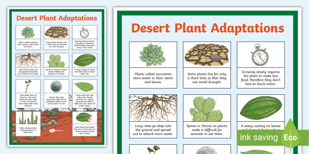 What Are 3 Plant Adaptations In The Desert