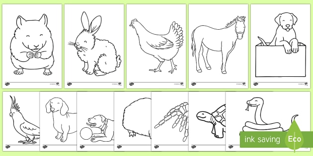 820 Top Coloring Pages Pets Animals Pictures