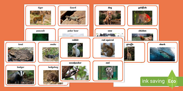 Similar and Different Animal Comparison Cards (teacher made)