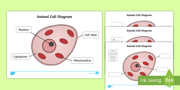 Animal Cell Diagram Worksheet - Animal Cell Diagram - Animal, cell, Growth