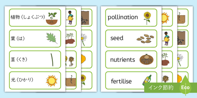 植物の部位と植物に関する言葉のカード（日本語と英語）Plants