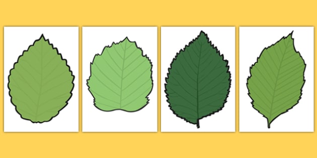 blank leaf templates teacher made