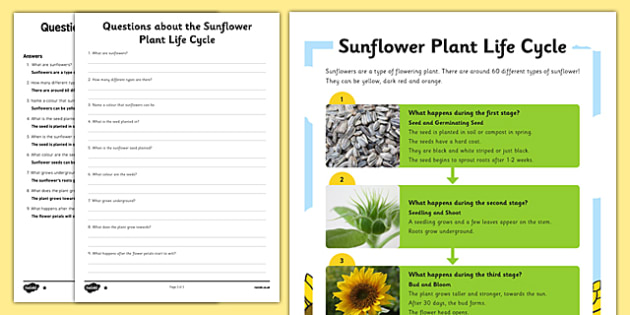 Sunflower Plant Life Cycle Reading Comprehension Activity
