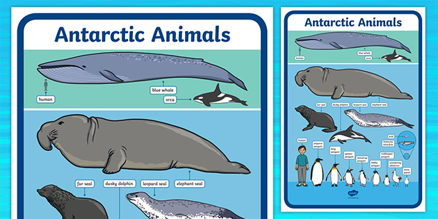 Antarctic Animals Size Comparison Poster (teacher made)