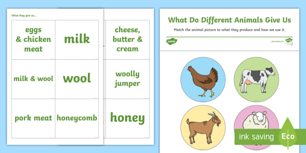 Different Animals Matching Activity - Primary Resources