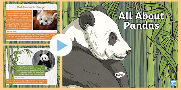 Interesting Panda Facts - PowerPoint - KS2 (teacher made)
