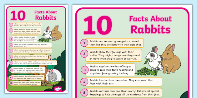 10 Interesting Facts About Rabbits Display Poster