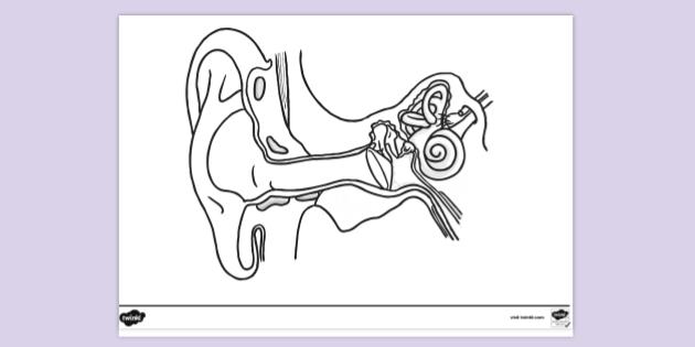 416 Ear diagram Vector Images | Depositphotos