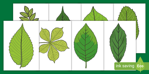 Leaf Template to Print (teacher made) - Twinkl leaf-template-to-print-teacher-made-twinkl
