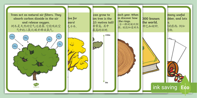 Tree Facts Display Posters English Mandarin Chinese 中文