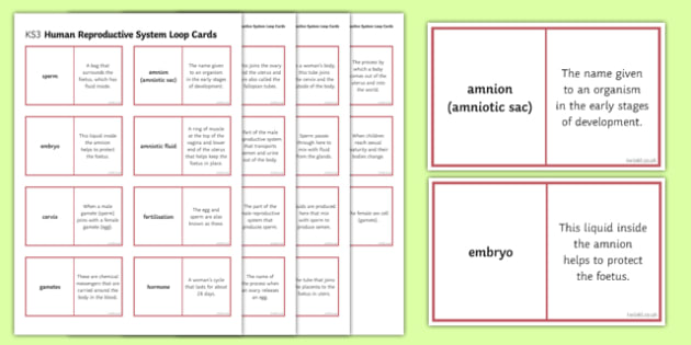 Human Reproductive System Loop Cards Teacher Made