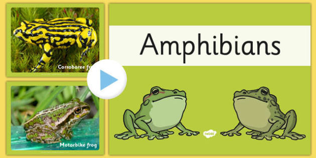 Australian Amphibians PowerPoint (teacher made)