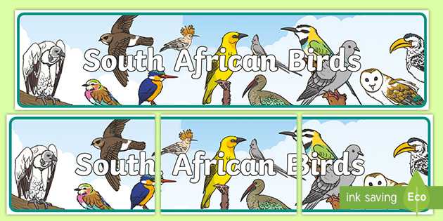 South African Birds Banner Teacher Made