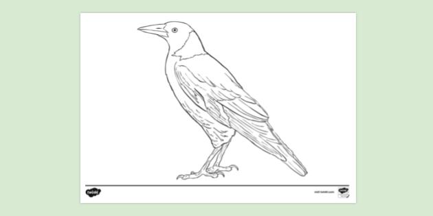 Magpie Colouring | Colouring Sheets (teacher made)