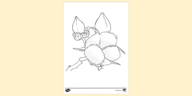 Cotton Colouring Sheet | Colouring Sheets (teacher made)