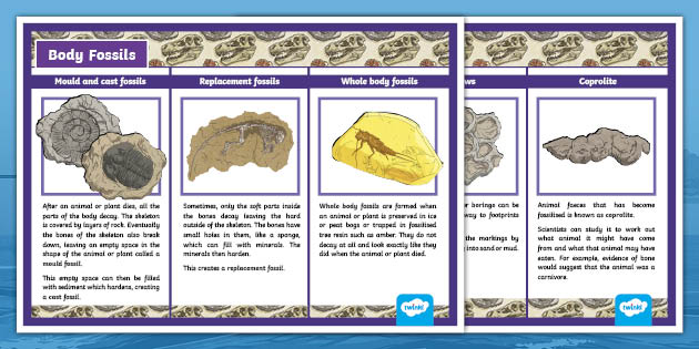 Types of Fossils Display Posters | Twinkl Originals - Twinkl