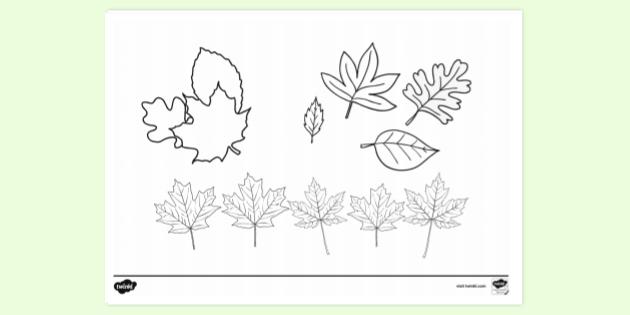 Autumn Leaves Colouring Page Resources Activities