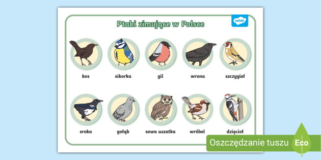 Ptaki zimujące w Polsce | Mata obrazkowa | Plakat