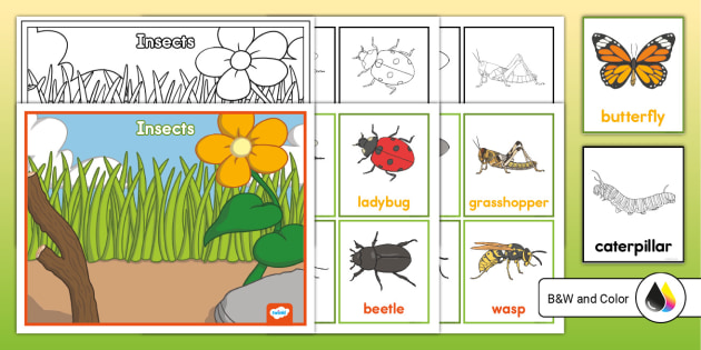 insects-anchor-chart-and-word-cards-teacher-made