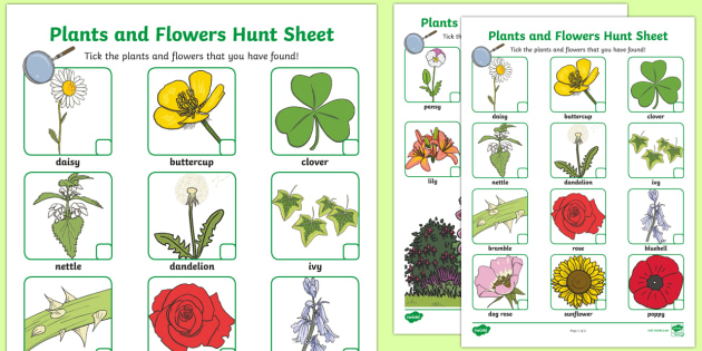Plants And Flowers Hunt Sheet Plants Hunt Flowers Hunt