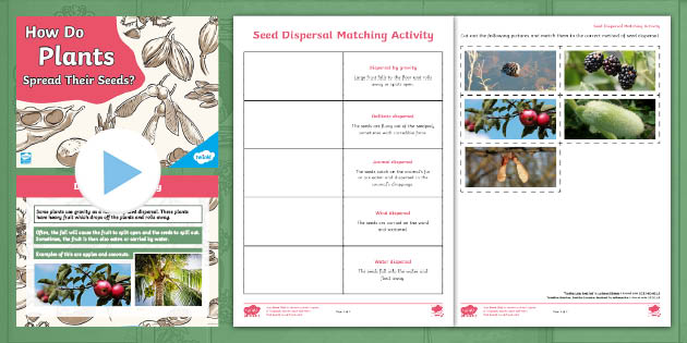KS2 Seed Dispersal Activity Pack
