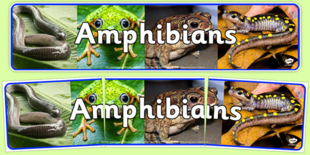 Amphibians Photo Display Banner (teacher made)