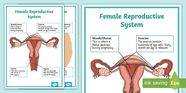 RSHP Female Reproductive System Display Poster Twinkl