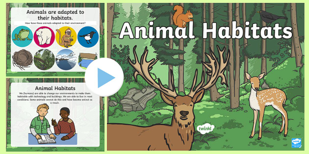 FREE! - The Different Habitats of Animals | PowerPoint | Twinkl