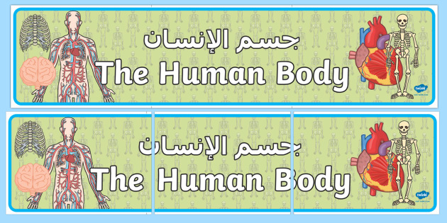 The Human Body Display Banner Arabic/English - The Human Body Display ...