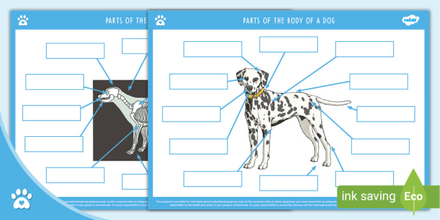 Parts of the Body of a Dog - Labelling Activity - Pet Care