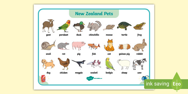 Nz Pet Animals Word Mat Vocabulary Primary Resource
