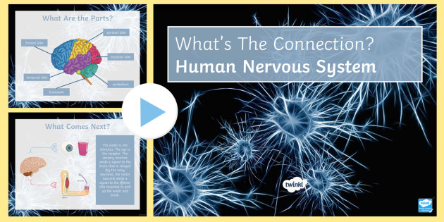 nervous system powerpoint
