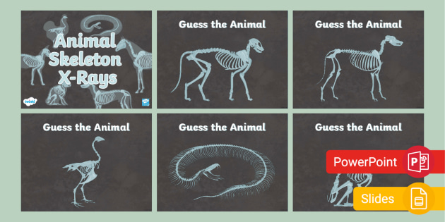 Animal X-Ray PowerPoint | Grades 3-5 Life Science Resources