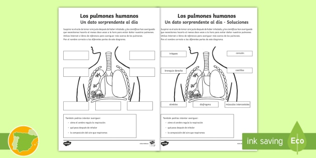 diagrama del sistema respiratorio para 5to grado