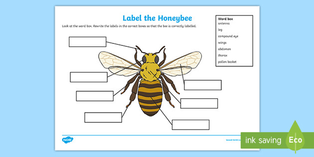 Label a Honeybee (teacher made)