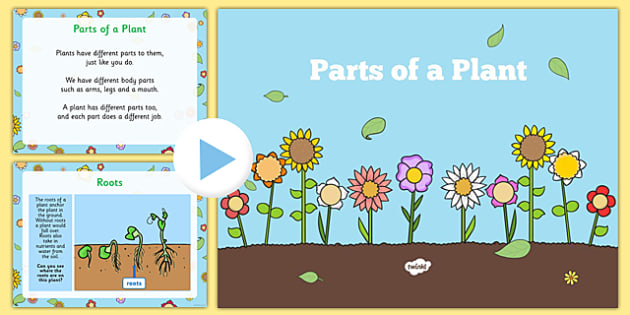 Parts Of A Plant Powerpoint 5th Grade