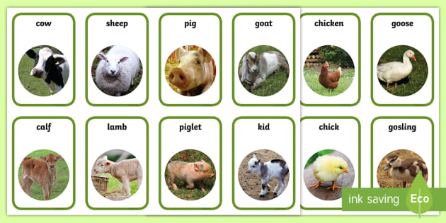 The Farm Aistear Mothers and Their Young Photo Flashcards