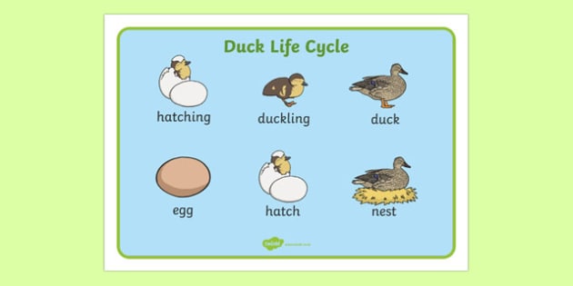 10 Facts About Ducks - FOUR PAWS International - Animal Welfare