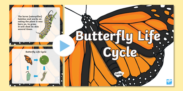 Butterfly Life Cycle PowerPoint (teacher made)