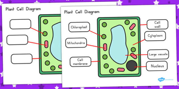 Vacuole Function In Plant Cell Ks3 - Aflam-Neeeak