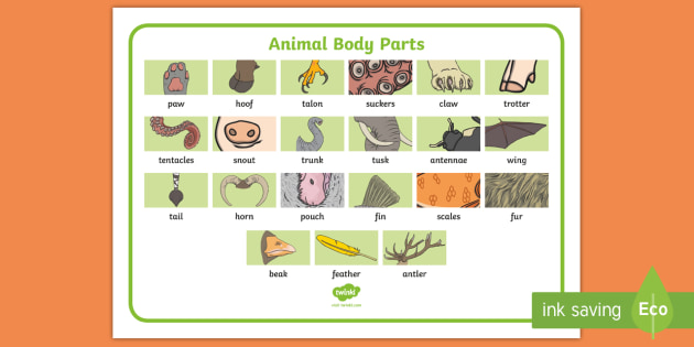 Animal Body Parts Vocabulary Mat - ESL Vocabulary Resources
