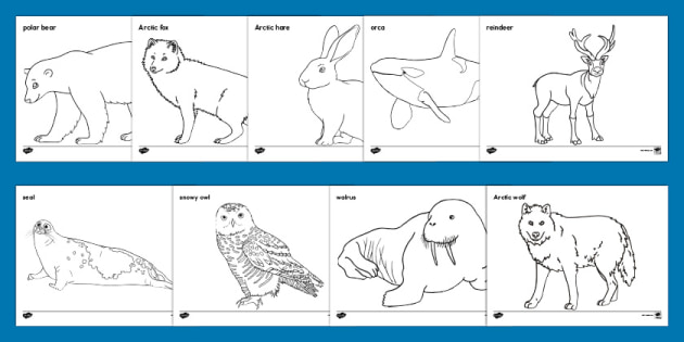 Arctic Animals Printables Pack - Gift of Curiosity