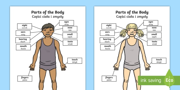 parts of the body senses labelling worksheet worksheet englishpolish