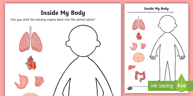 Inside My Body - Organs Worksheet (teacher made)