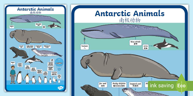 Antarctic Animals Size Comparison Poster - English/Mandarin Chinese