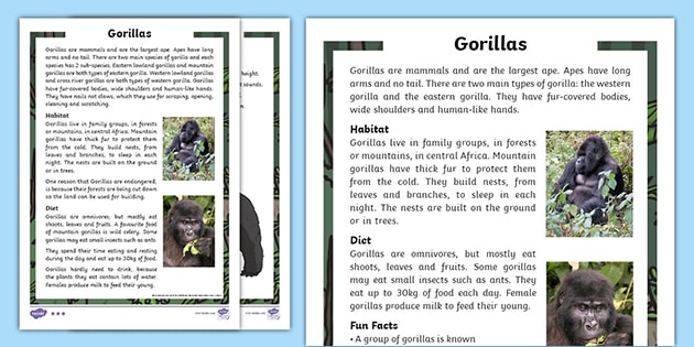 Gorilla Facts for Kids - Twinkl Homework Help
