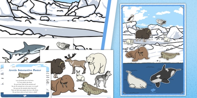 Arctic Sort EYFS Interactive Poster Plan and Resource Pack - winter, arctic