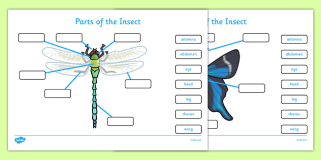 Parts of an Insect Labelling Worksheets - Insect, body parts