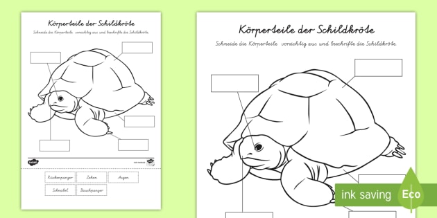 Korperteile Der Schildkrote Arbeitsblatt Teacher Made