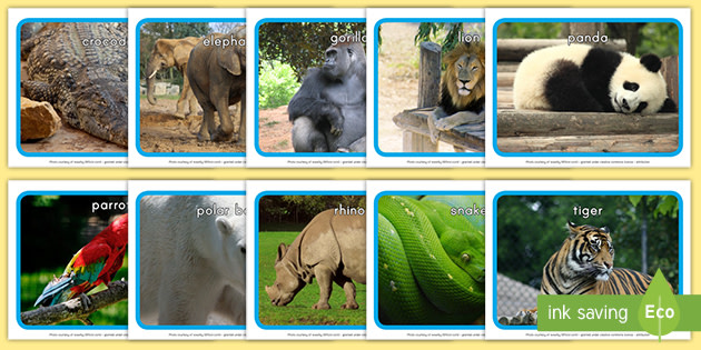 Zoo Animals Display Photos (teacher made) - Twinkl
